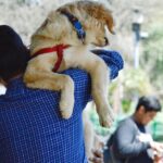 Por que as mudanças no perfil de cuidado dos tutores merecem atenção em 2026