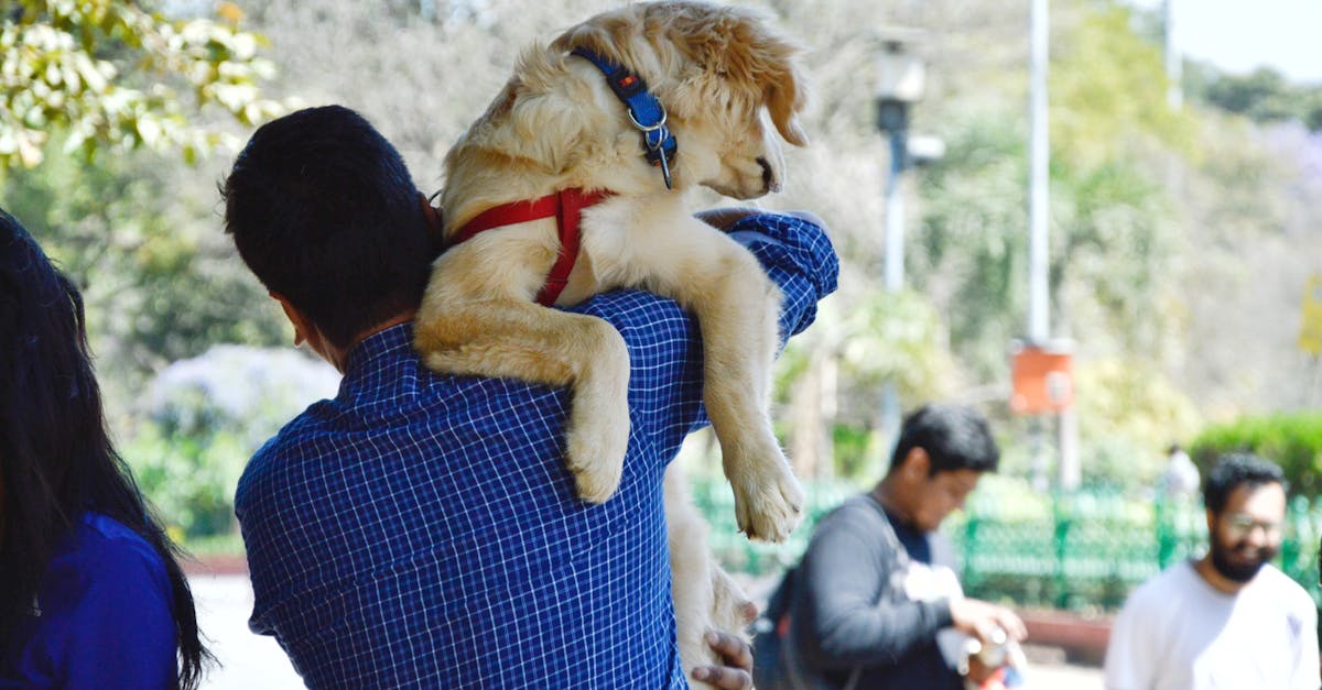 Por que as mudanças no perfil de cuidado dos tutores merecem atenção em 2026