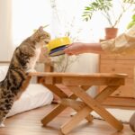 Como a transformação do mercado de cuidados felinos afeta a rotina dos donos