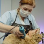 falta de processos estruturados no cuidado pet — Como escolher processos estruturados no cuidado pet sem cometer erros comuns