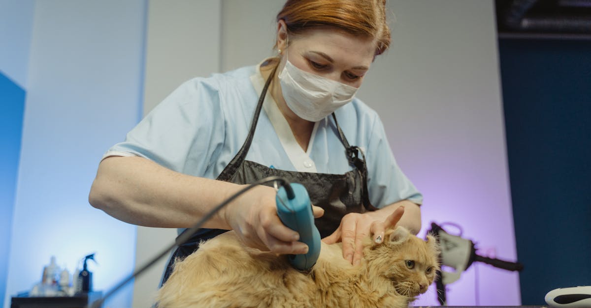 falta de processos estruturados no cuidado pet — Como escolher processos estruturados no cuidado pet sem cometer erros comuns