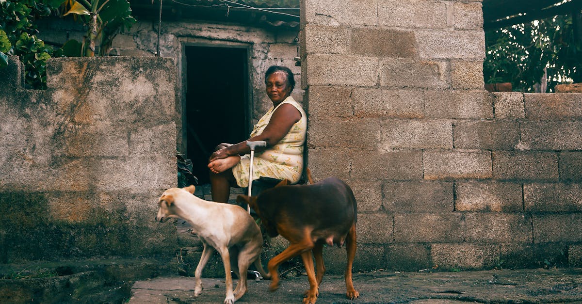 ineficiência operacional em rotinas para cães idosos — O que considerar antes de ajustar rotinas para cães idosos