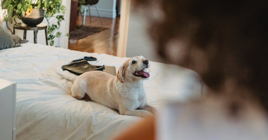 Como lidar com resistência à mudança estrutural no cuidado pet