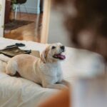 Como lidar com resistência à mudança estrutural no cuidado pet