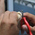 resistência à padronização no cuidado com gatos — Como escolher práticas de cuidado para gatos sem cair na padronização