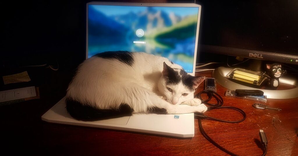 ineficiência operacional em práticas felinas — Como escolher práticas felinas para evitar ineficiência operacional