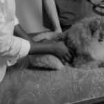 impacto financeiro da gestão manual no cuidado animal — Como escolher a gestão manual no cuidado animal sem erros comuns