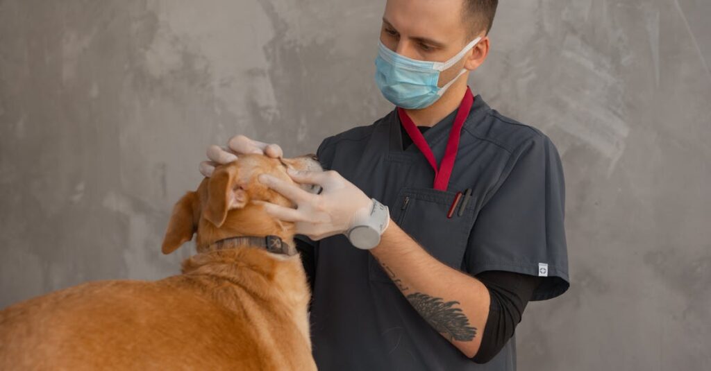 dificuldade de padronizar atendimento a pets seniores — O que considerar para melhorar o atendimento a pets seniores