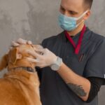 dificuldade de padronizar atendimento a pets seniores — O que considerar para melhorar o atendimento a pets seniores