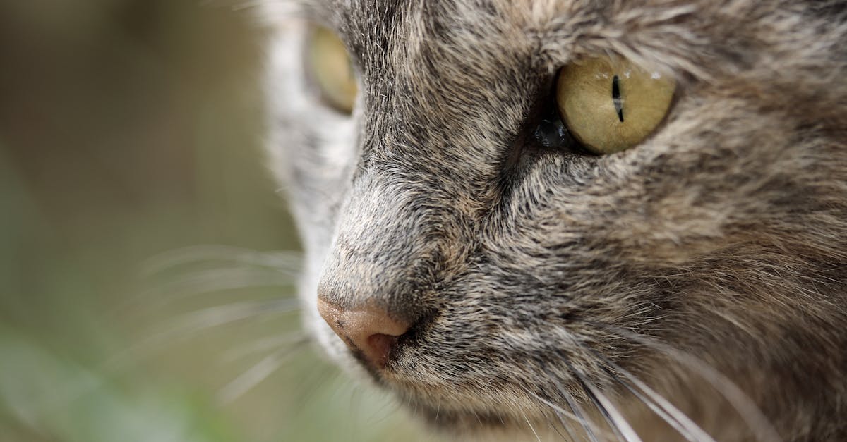 Como lidar com a falta de previsibilidade na gestão felina