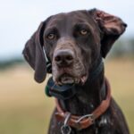 Coleira confortável para cachorro: cuidados essenciais para o bem-estar pet