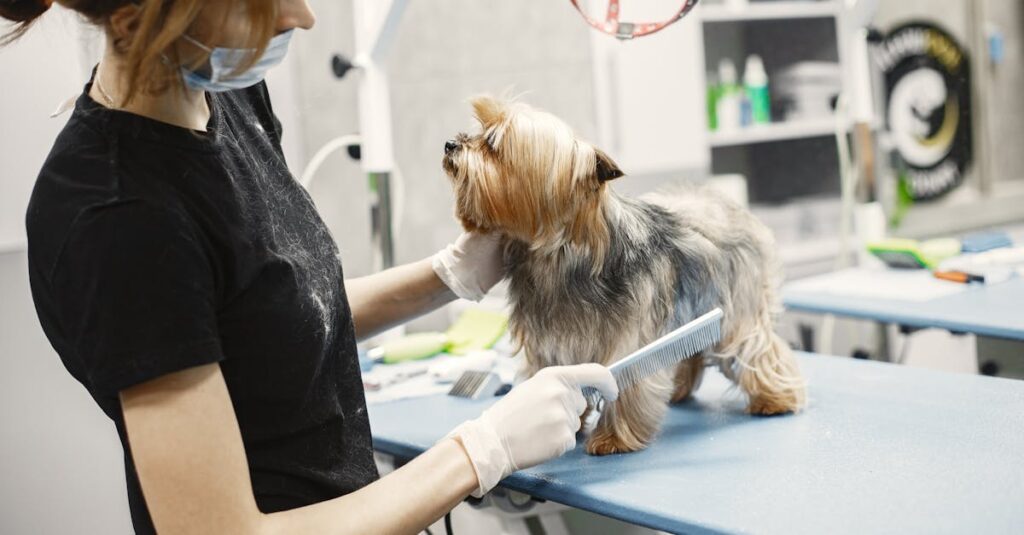 Tudo o que você precisa saber sobre cuidados básicos com cachorros