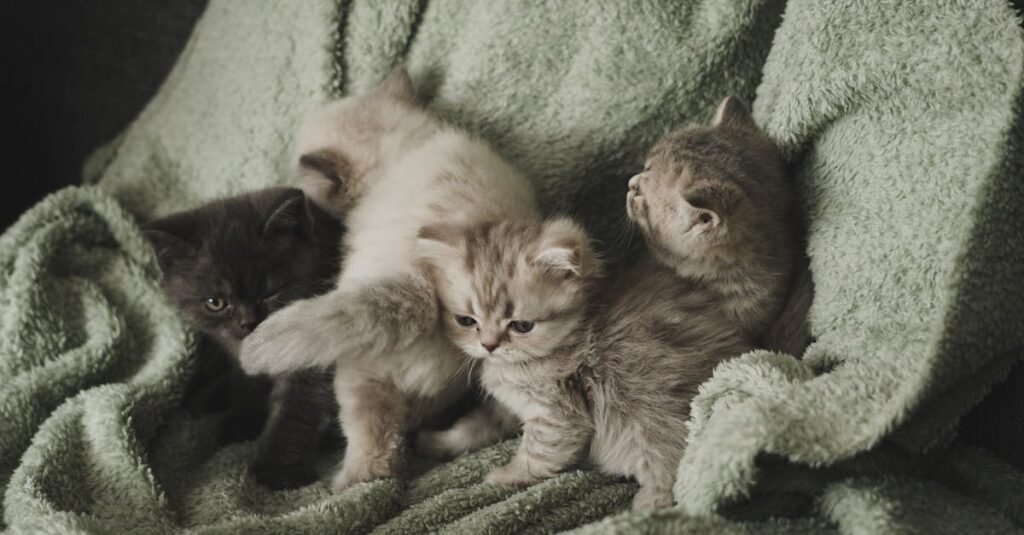 Tudo o que você precisa saber sobre cuidados com gatos filhotes