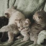 Tudo o que você precisa saber sobre cuidados com gatos filhotes