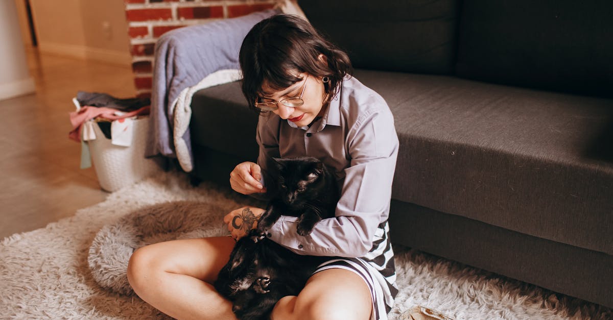 Tudo o que você precisa saber sobre cuidados com acessórios para gatos