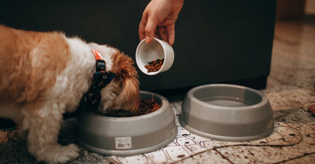 Tudo o que você precisa saber sobre alimentos indicados para cães