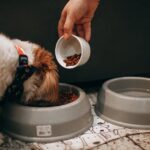 Tudo o que você precisa saber sobre alimentos indicados para cães