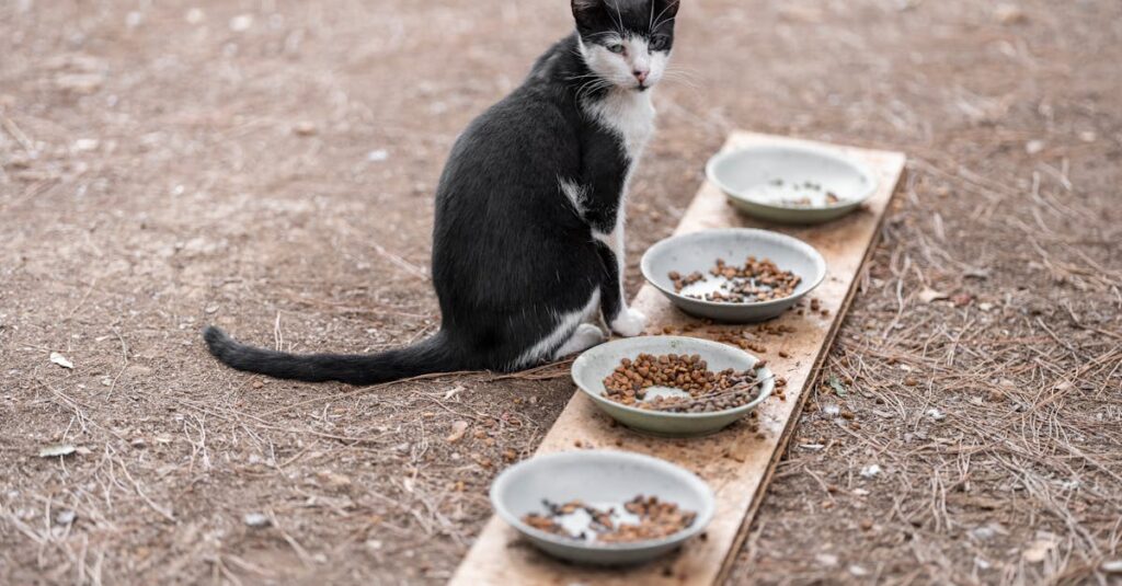 Tudo o que você precisa saber sobre alimentação adequada para gatos