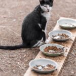 Tudo o que você precisa saber sobre alimentação adequada para gatos