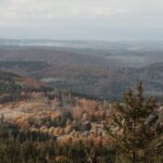 Concorrente olímpico de quatro patas surpreende fãs de cross-country