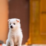 cuidados basicos com cachorros — 7 cuidados básicos para cachorros que todo tutor precisa em 2026