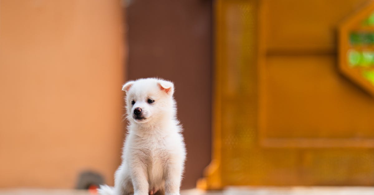 cuidados basicos com cachorros — 7 cuidados básicos para cachorros que todo tutor precisa em 2026