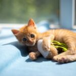 Filhote de gato ração certa e vacinação precoce são essenciais