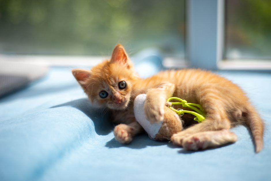 Filhote de gato ração certa e vacinação precoce são essenciais