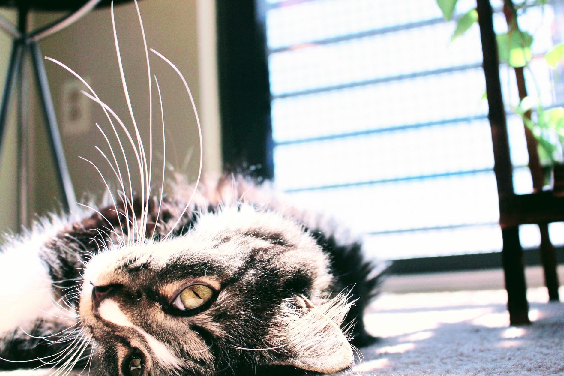 cat environmental enrichment