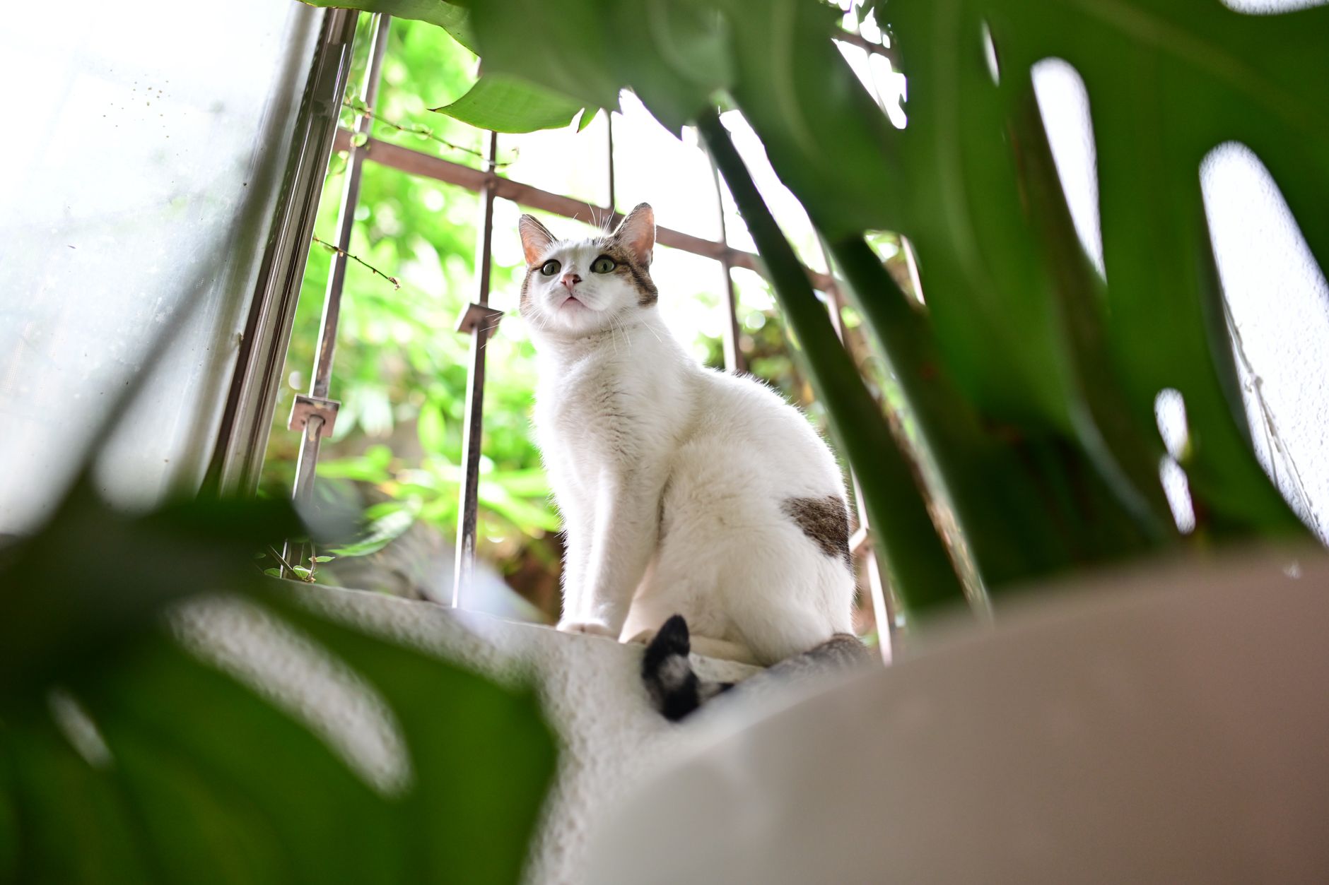 cat climbing high places