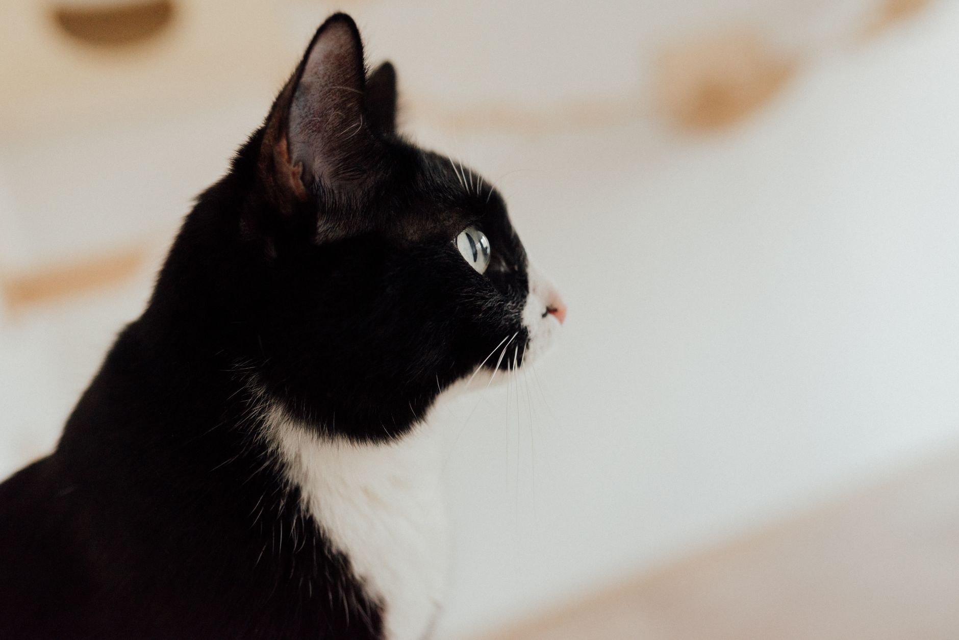 cat environmental enrichment