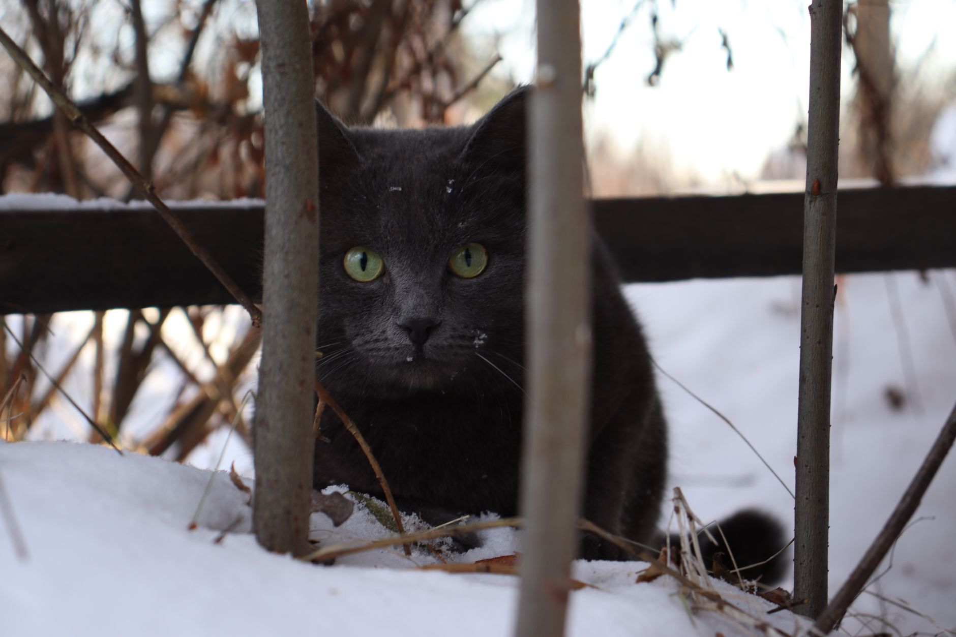 cat hiding safe spots