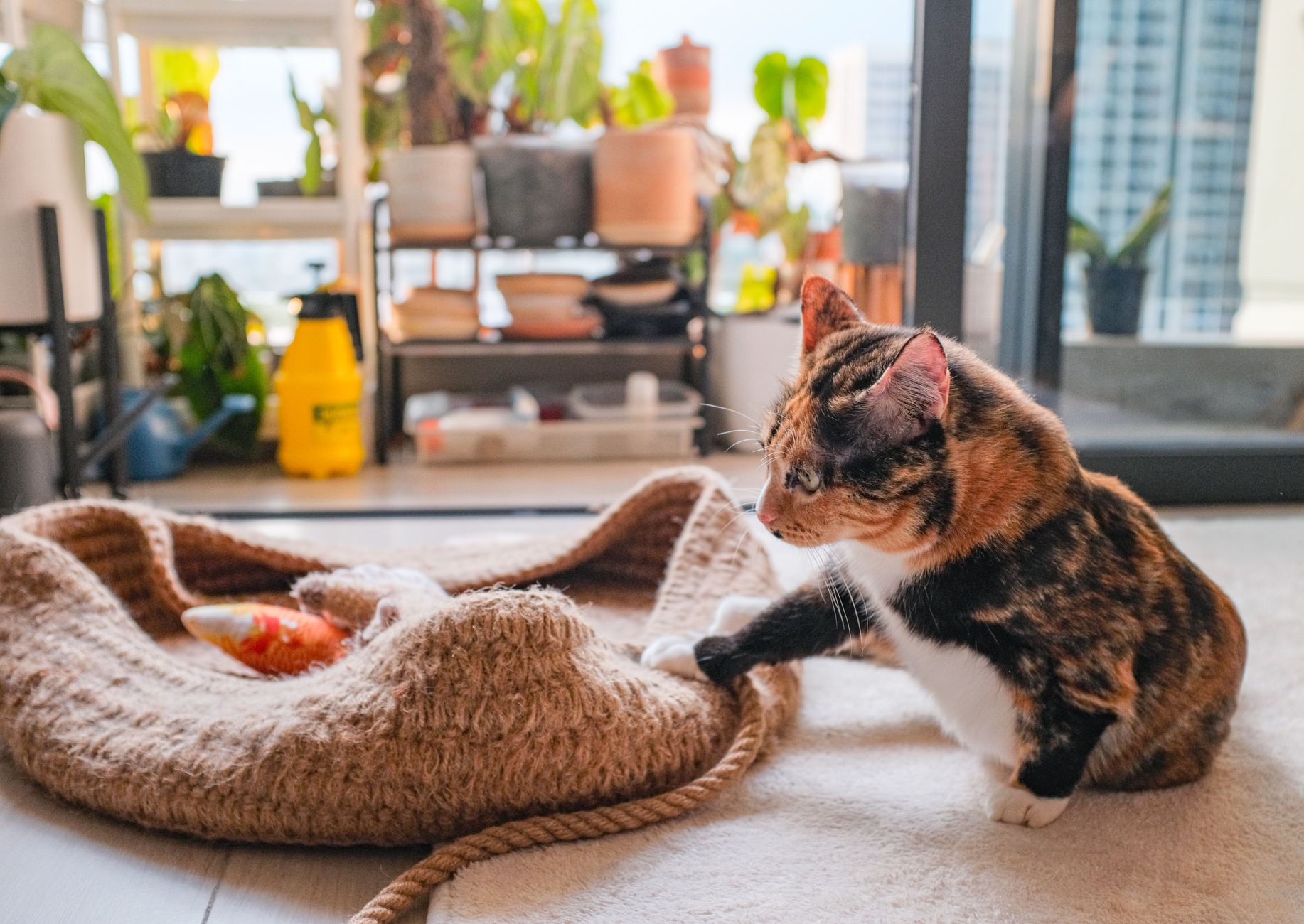 cat with affordable toys