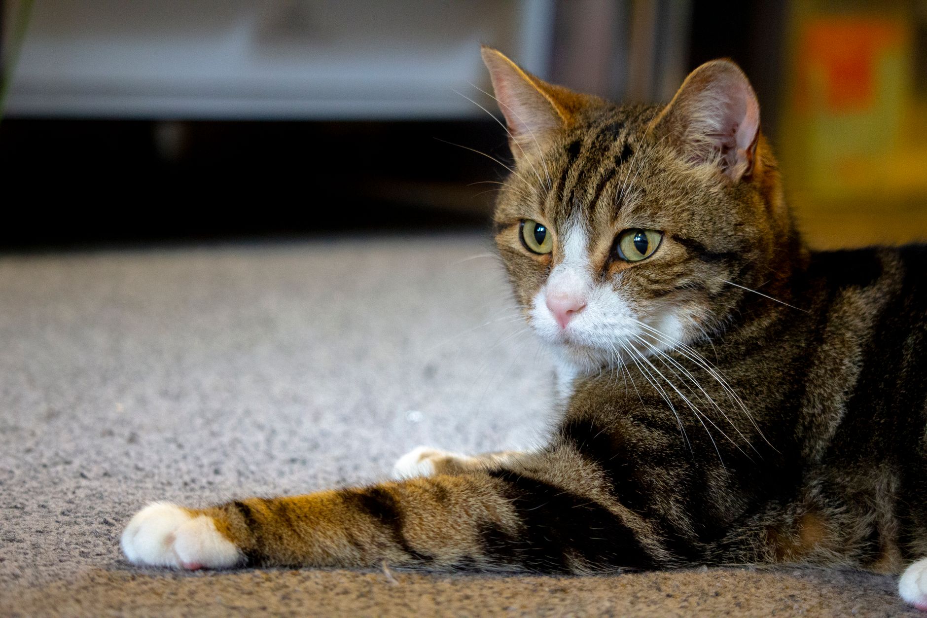 cat environmental enrichment setup