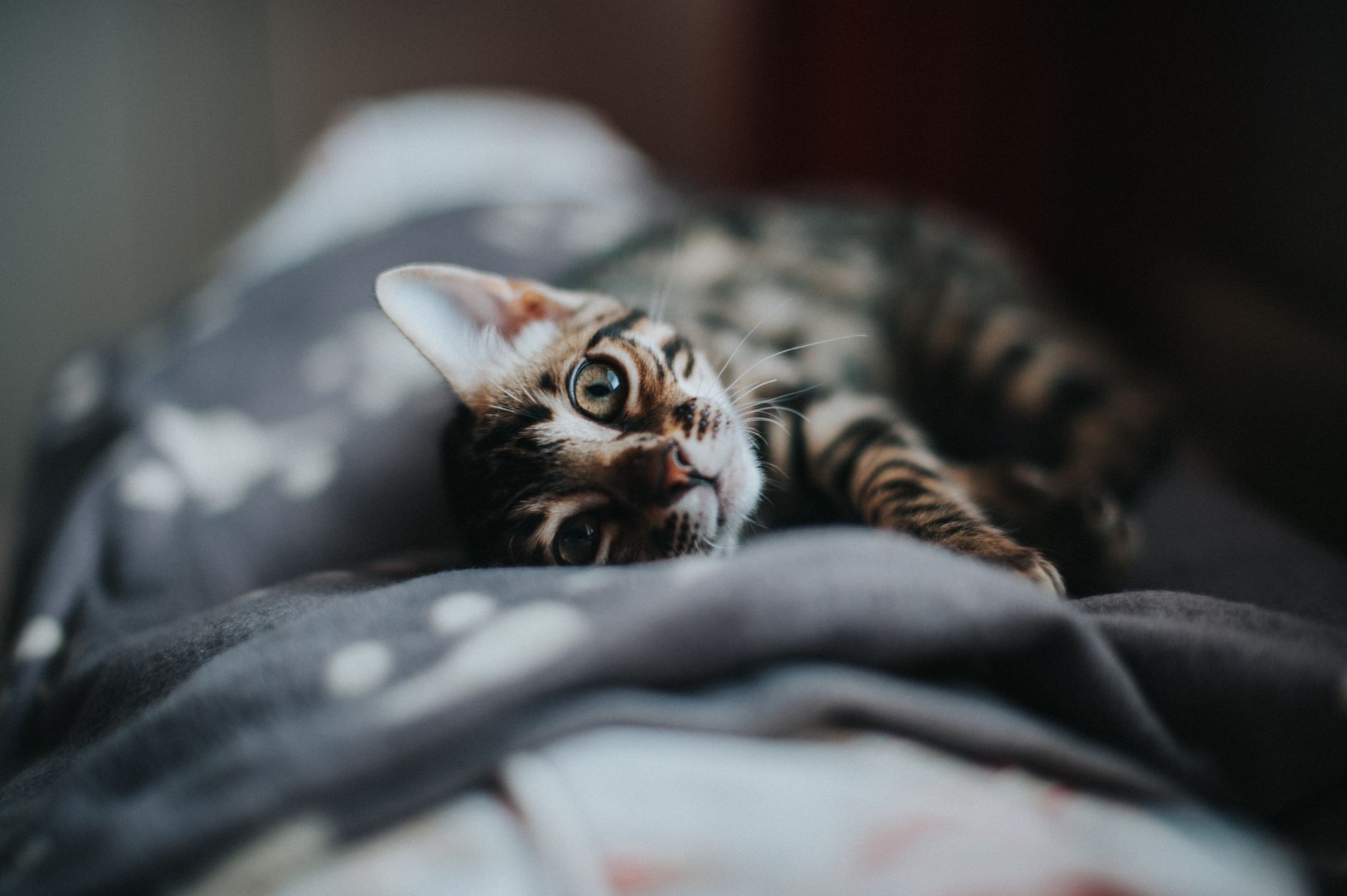 cat playing with interactive toy