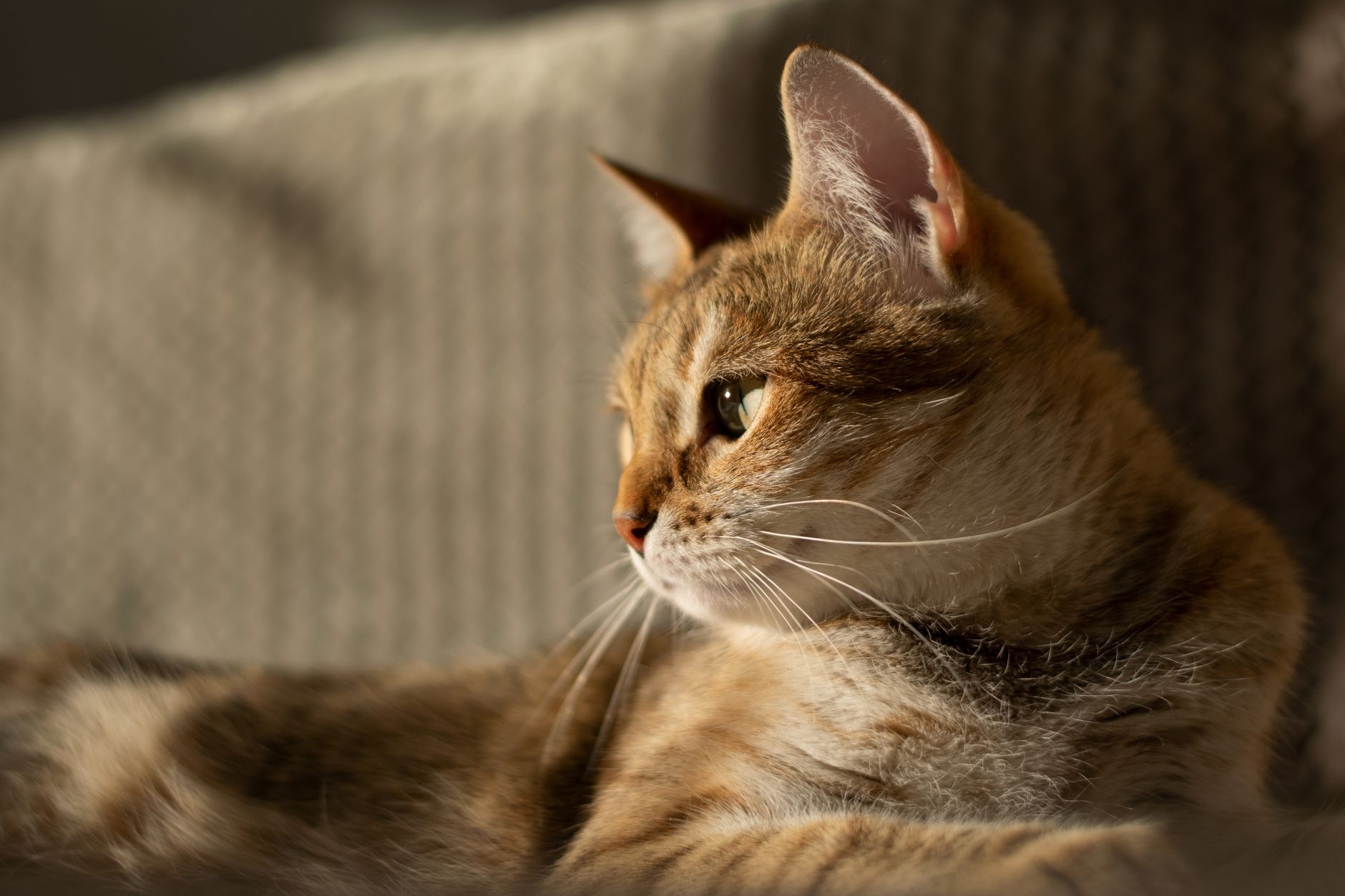 cat exploring home environment