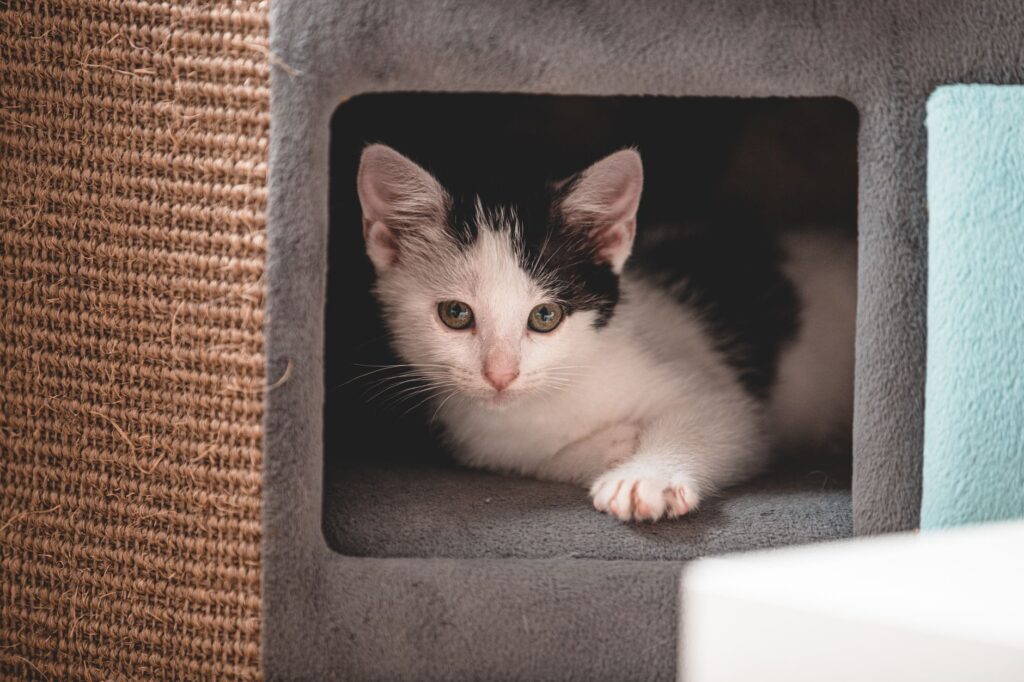 Imagem destacada sobre enriquecimento ambiental gatos guia prático - Guia Prático para Enriquecimento Ambiental de Gatos: Transformando a Rotina do Seu Pet