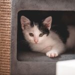 Imagem destacada sobre enriquecimento ambiental gatos guia prático - Guia Prático para Enriquecimento Ambiental de Gatos: Transformando a Rotina do Seu Pet