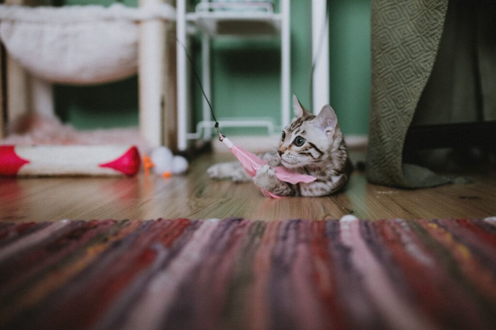 Imagem ilustrativa sobre enriquecimento ambiental gatos guia prático O que é enriquecimento ambiental para gatos? É o conjunto de ajustes no espaço e na rotina que permite ao